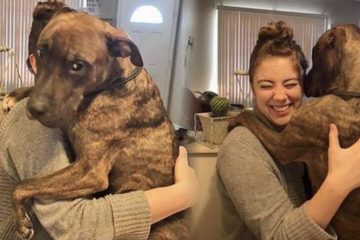 巨型犬被領養後　堅持每天都要擁抱媽媽！「謝謝你讓我有機會當媽寶」